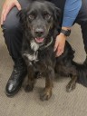 Lost dog found wandering street, owner sought