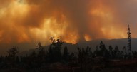 Pinos y eucaliptos contra el cambio climático: Compromisos de Chile para COP perpetúan debate entre ciencia e industria