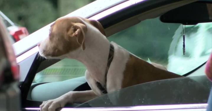 Lafayette Animal Shelter & Care Center 15th Annual Drive-Through Rabies Vaccination Clinic