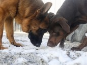 Ask the Vet: Looking ahead to the winter