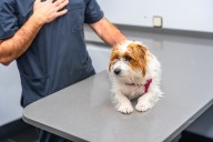 Dog Owner Finds Suspicious Lump, Pays $2,200—Shock Over What Vet Discovers