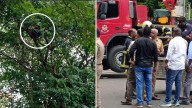 Mumbai: 32-Year-Old Taxi Driver Climbs Tree, Stages Two-Hour Protest Over Traffic Fine Outside Vidhan Bhavan