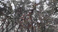 Kashmir Crop Damage Assessment Underway Following Untimely Snowfall