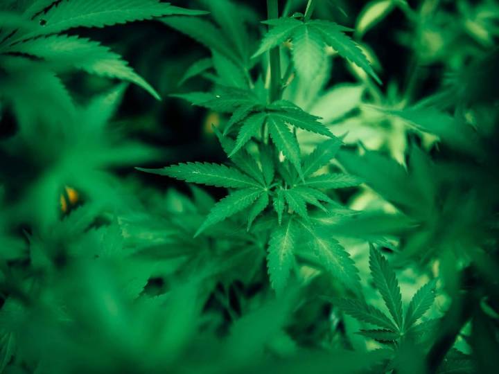 Colombia aprueba la comercialización de flor de cannabis para uso medicinal