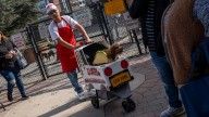 Costumed canines haunt Fort Lee during Paws in the Park: see photos