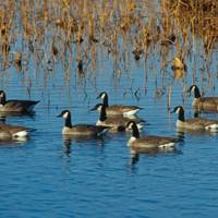 Safety precautions you should take amid the bird flu outbreak