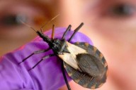 ACUERDO! Corrientes firmará la recertificación de libre transmisión de Chagas