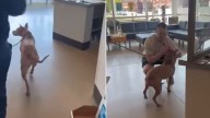 Ohio Rescuers Scan A Stray For A Microchip And Make A Stunning Discovery