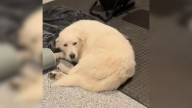 Texas Family Opens Their Door To A Lonely Dog, Then Discover She’s Not Alone After All