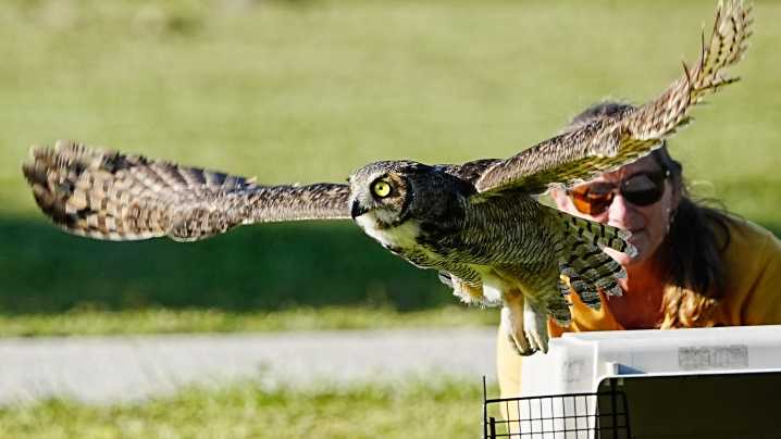 Watch Great Horned Owl fly back into freedom after stint in hospital