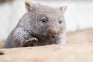 Whiskers for warrens: why wombats have such whiskery snouts