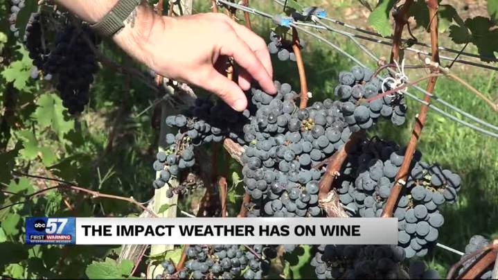 Weather's impact on wine flavor