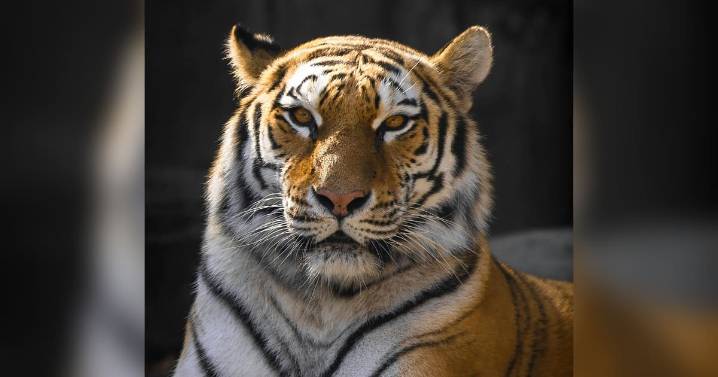 Los tigres tienen un sistema de seguridad incorporado en su pelaje y manchas: mira cómo es