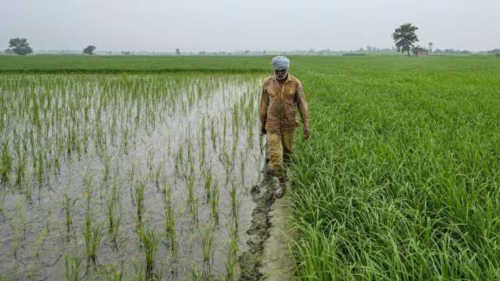 At less than 6%, paddy procurement remains abysmally low in Punjab