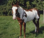 'Horses don't just disappear': Reward offered for 33