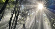 'Don't go too far': MPs warn of environment concessions