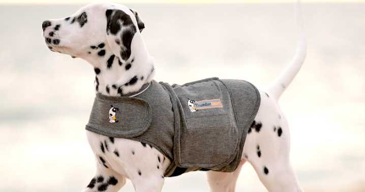 'Fabulous' anxiety coat shoppers say keeps their dog 'calm all day' is perfect for Halloween