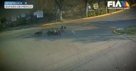 Jauría aterroriza Ixtapaluca: Así es como decenas de perros "cazan" a vecinos en Edomex