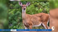 Michigan deer hunting numbers fall, but recent uptick observed