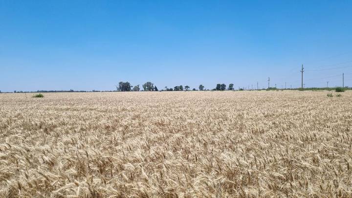 Se realizó el remate del primer lote de trigo 2025/26