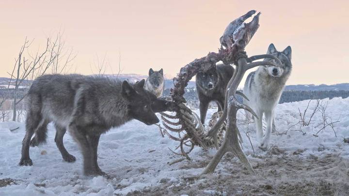 Death Feeds Life: Cameras Capture Wolves, Other Critters Picking Elk Carcass Clean