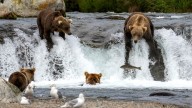 ¿Quién ganó la semana del oso gordo de 2025?
