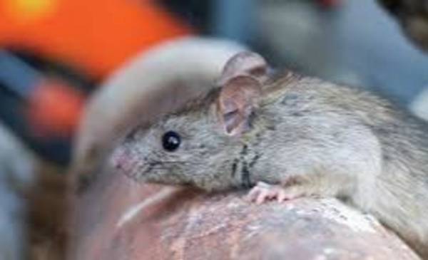 Confirman la muerte de un hombre por Leptospirosis en la Región