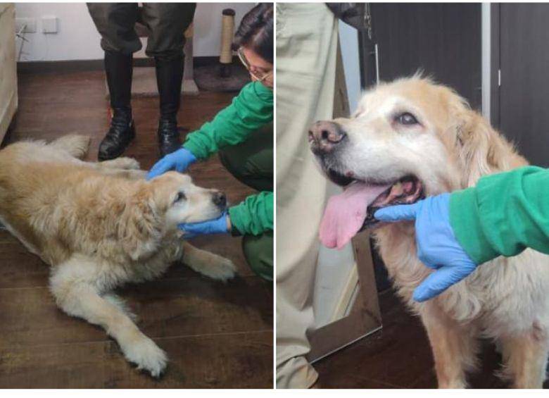 Revelan resultados médicos de Samantha, la perrita víctima de brutal maltrato en Bogotá: presenta fracturas antiguas y daño en la columna