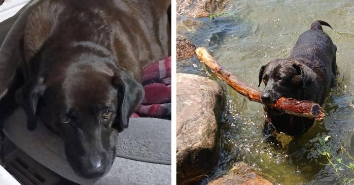 Peterborough couple wonders whether spores killed their dog