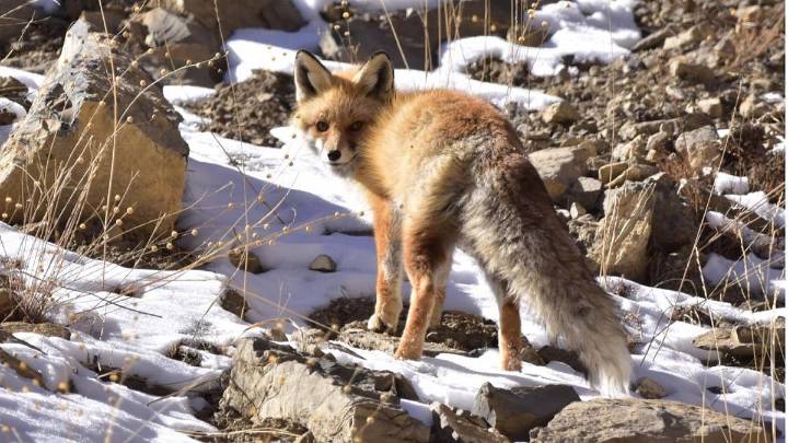 Cold Desert Biosphere Reserve: UNESCO's Recognition & India's Responsibility