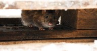 Don't put these outside in October or risk rat and spider invasions