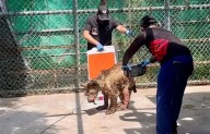 Gobierno de NL acusa a Profepa de politización tras clausura del zoológico La Pastora