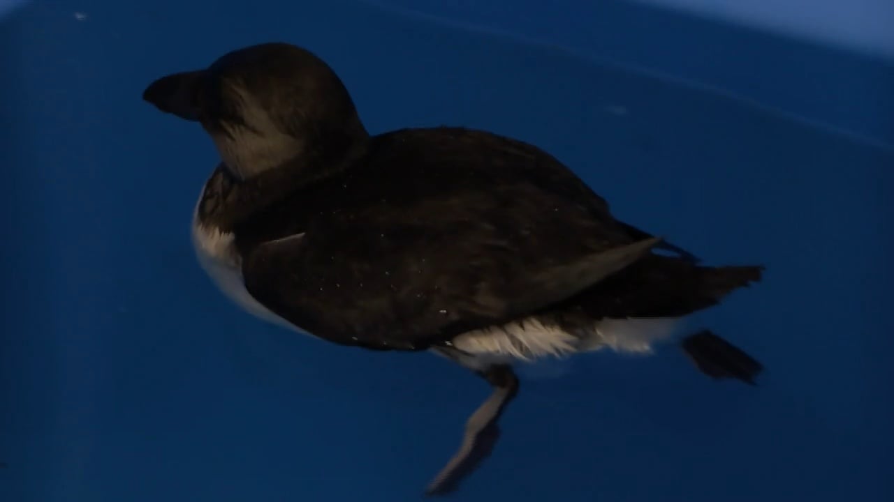 Puffin makes rare trip to Rhode Island and Massachusetts
