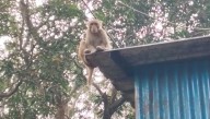 7 people injured as monkey goes rogue in Odisha’s Keonjhar