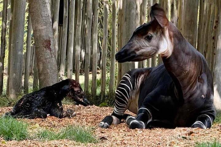 Sacramento Zoo Celebrates First Okapi Birth in Its Nearly 100