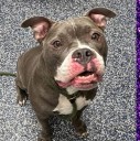 Shelter favorite with goofy charm ready for adoption in Jackson