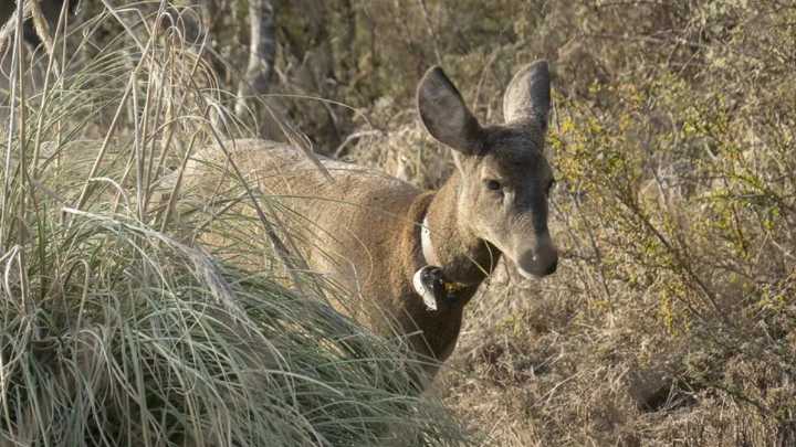 Chile inauguró primer "hospital de huemules" en la Patagonia para salvar la especie