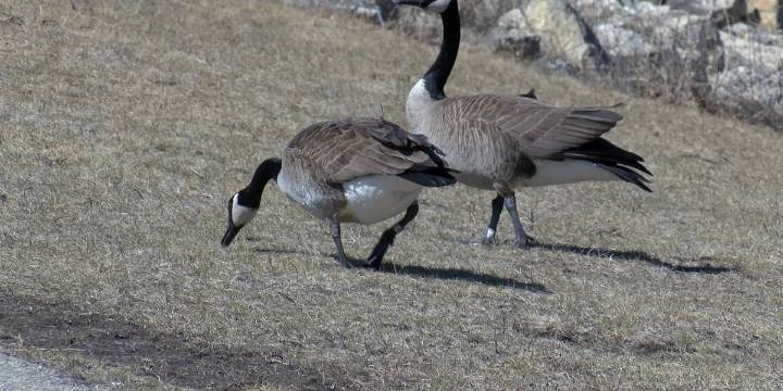 Bird Flu outbreak in Missouri. What to watch for