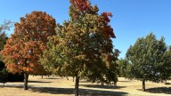 See where, when the best time to see Oklahoma's fall leaves this year