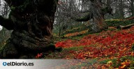 El impresionante castañar de Extremadura perfecto para hacer senderismo y que cuenta con un castillo medieval