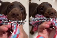 Man Thinks He Bought Dachshund Puppy—Unprepared for What She Grows Into %%page%% %%sep%% %%sitename%% Man Thinks He Bought Dachshund Puppy