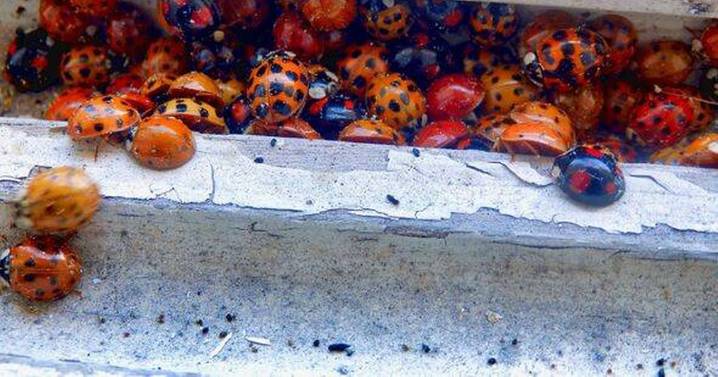 Brits baffled by ladybird swarms as homes invaded