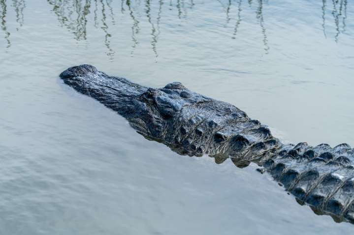 Dear Abby: Texas swimming buddy hesitates to tell friend he saw an alligator in their lake