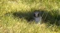 Monkeys escape from overturned truck on highway, 3 still missing