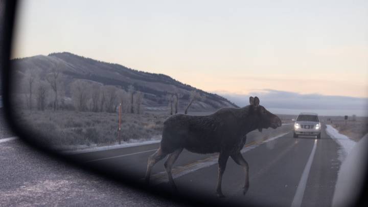 Darkness, migration create recipe for increase in wildlife