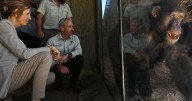'Once in a century human': Jane Goodall's Aussie mark