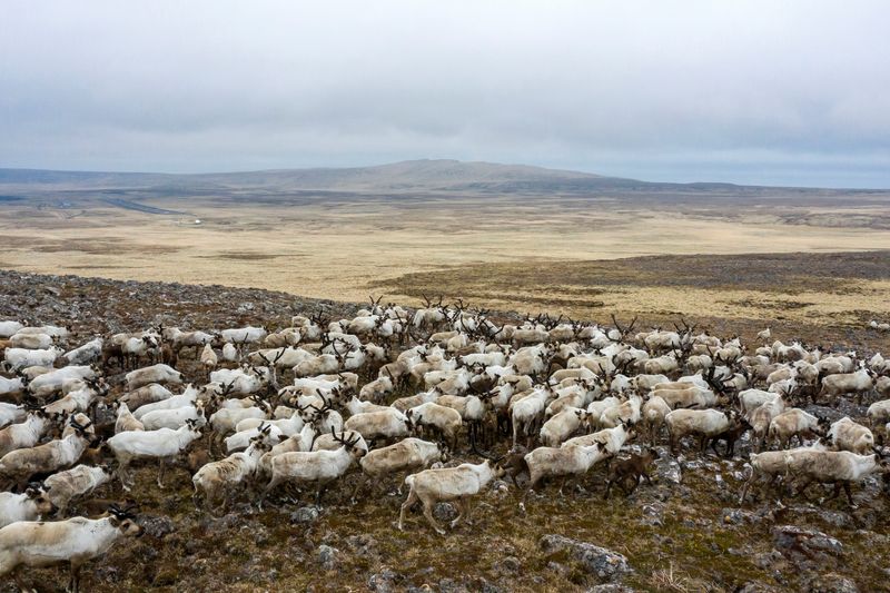 US reopens Alaska wildlife refuge to oil and gas development
