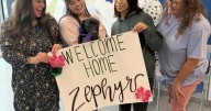 Pumpkin patch rescue: Puppy Zephyr finds foster home after weeks of medical treatment