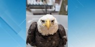 Bald eagle to be released back into skies after recovering from injuries