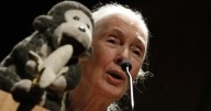 Muere Jane Goodall a los 91 años: Pionera en el estudio de chimpancés y referente mundial en conservación